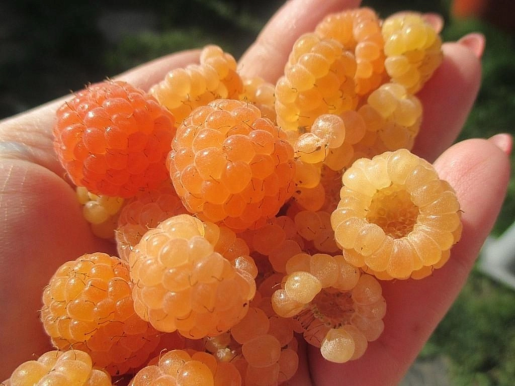 Малина 'Жёлтый пингвин'