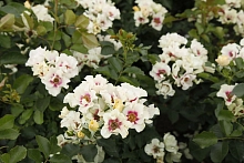 Роза 'Си Ю Ин Перпл' (гибрид розы персидской) (белая)