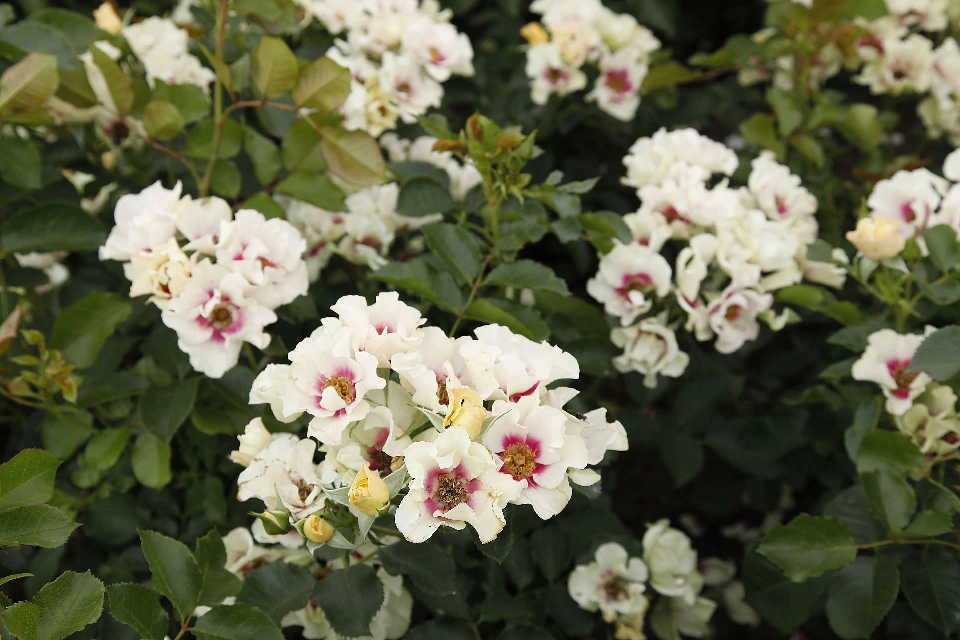 Роза 'Си Ю Ин Перпл' (гибрид розы персидской) (белая)