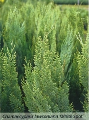 Кипарисовик Лавсона 'Уайт Спот'