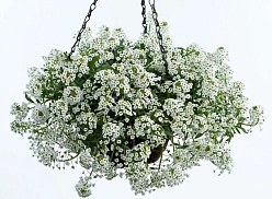 Алиссум морской (Лобулярия) 'Клие Кристалс Уайт'