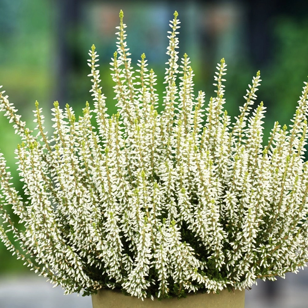 Вереск обыкновенный 'Альбум Эректа' (белый)