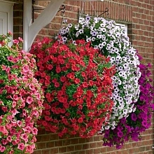 Петуния (сурфиния)  гибридная (cурфиния, ампельная) (кашпо)