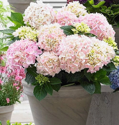 Гортензия крупнолистная 'Софт пинк Сальса'