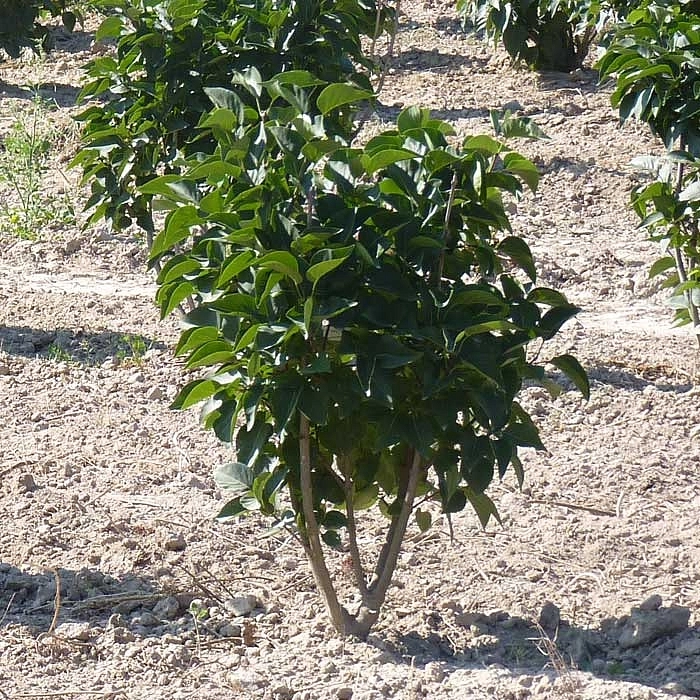 Сирень обыкновенная