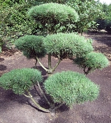 Сосна обыкновенная 'Норск' бонсай