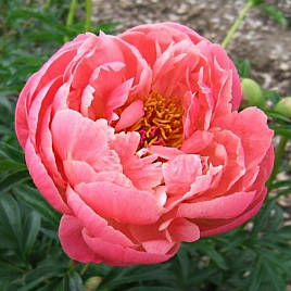 Пион молочноцветковый 'Корал Суприм' (коралово - розовый)