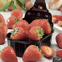 Земляника (Дюшения) 'Делиззимо' (лесная)