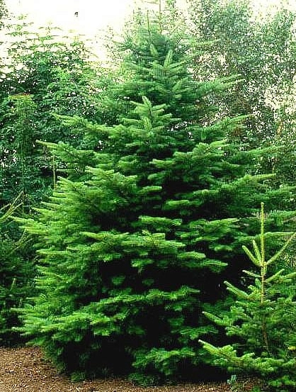 Пихта равночешуйчатая