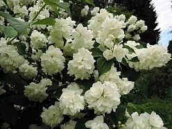 Чубушник 'Шнеештурм' Чубушник 'Шнеештурм'