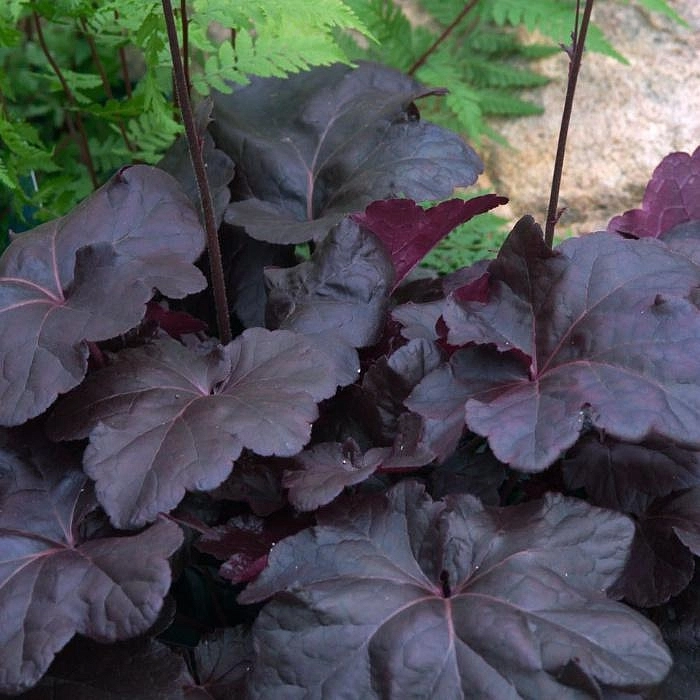 Гейхера гибридная 'Обсидиан'