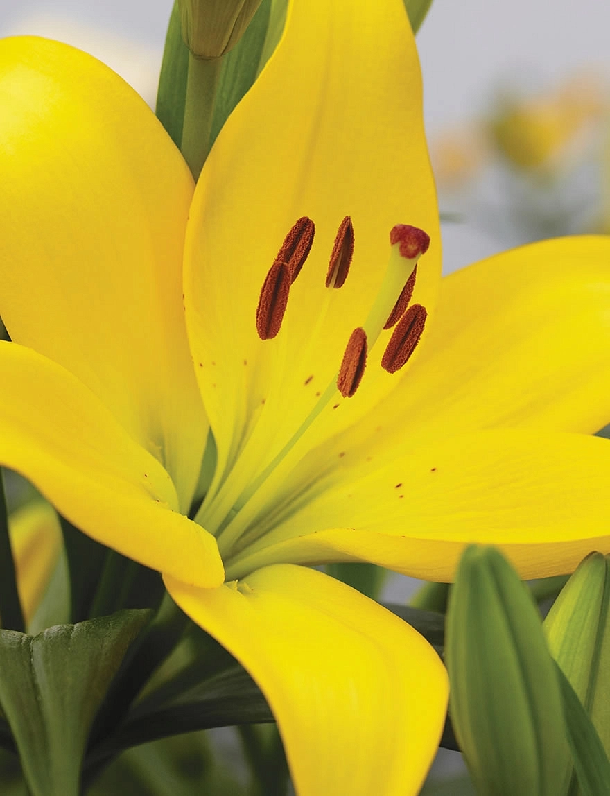 Лилия LA-гибрид 'Чайковский'