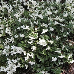 Бересклет Форчуна 'Арлекин'