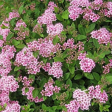 Спирея японская 'Нана'