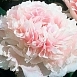 Пион молочноцветковый 'Шифон Парфэ' (коралово - белый)