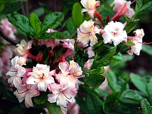 Рододендрон желтый (азалия) 'Корнелия' (розовый)