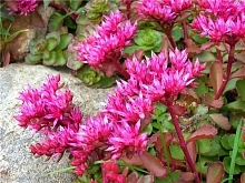 Седум ложный 'Розеум'