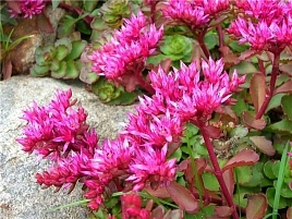 Седум ложный 'Розеум'