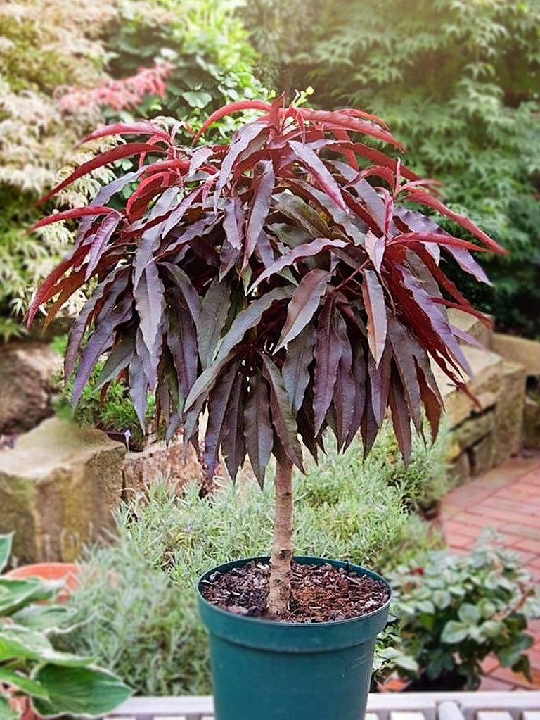 Персик краснолистный 'Кримсон Бонфайр'