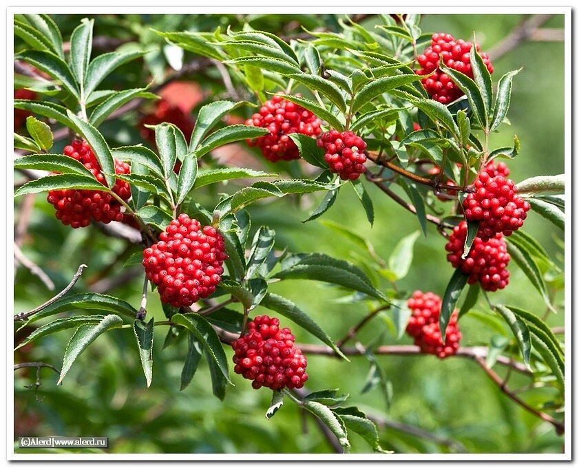 Бузина красная