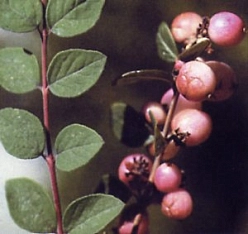 Снежноягодник Хенаульта 'Хенкок'