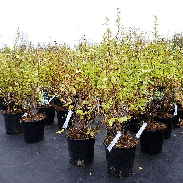 Снежноягодник Доренбоза 'Уайт Хедж'