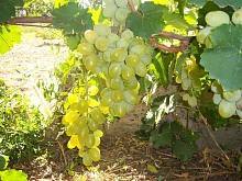 Виноград 'Вера'