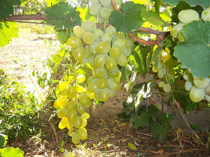 Виноград 'Вера'