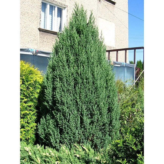 Можжевельник китайский 'Стрикта'