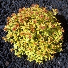 Спирея японская 'Спарклинг Карпет'