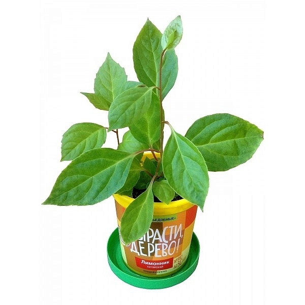 Набор для выращивания растений "ВЫРАСТИ, Дерево!"