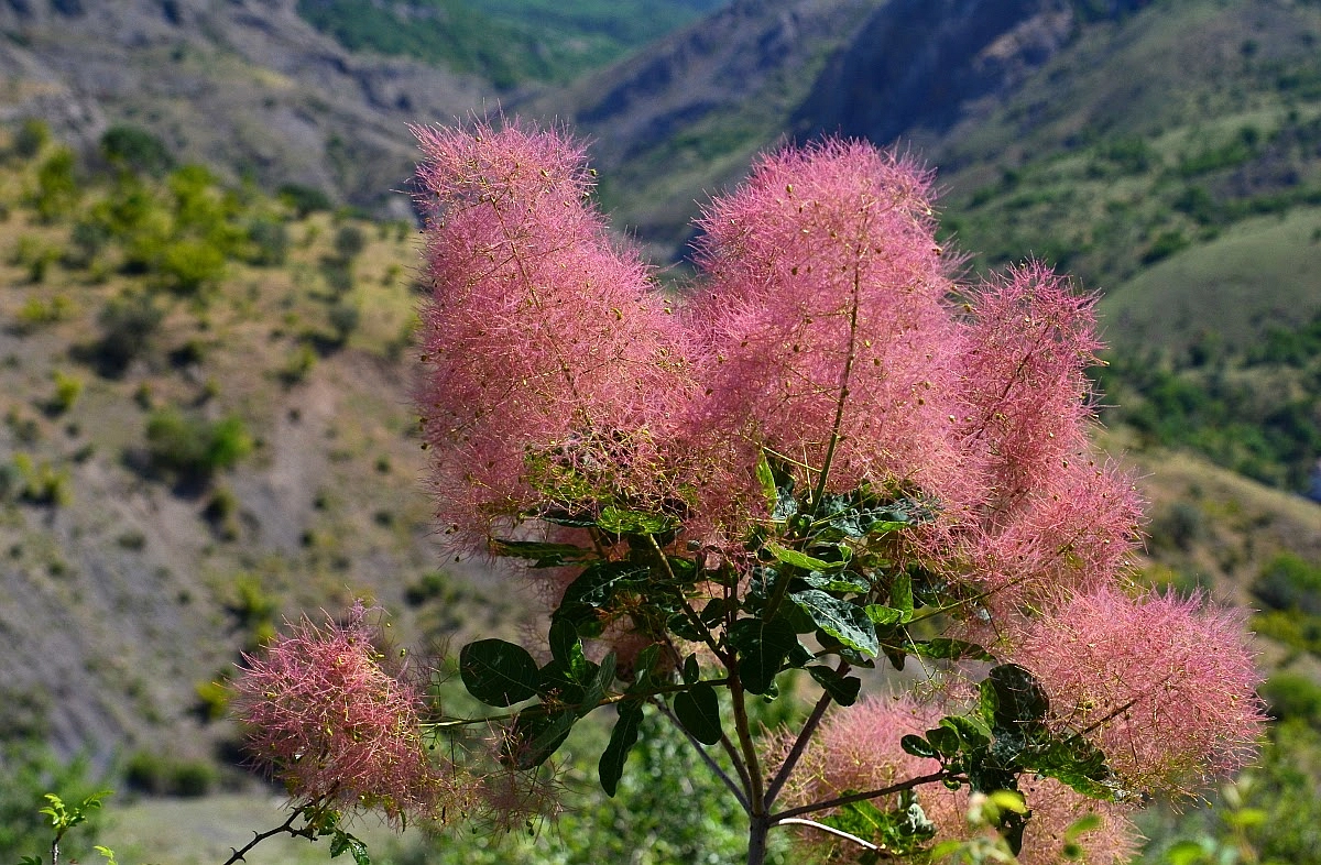 Скумпия кожевенная