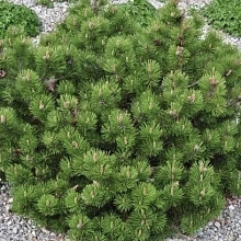 Сосна горная 'Клостеркоттер'