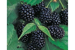 Ежевика 'Вождь Джозеф'