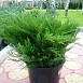Можжевельник пфитцериана 'Минт Джулеп'