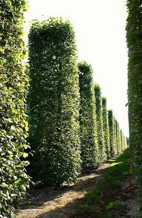 Липа европейская 'Паллида'