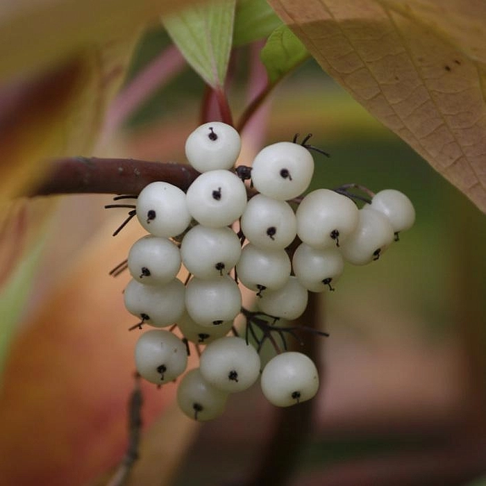 Дерен белый