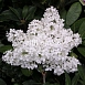 Сирень обыкновенная 'Лебедушка' (белая)