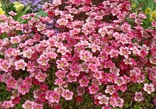 Камнеломка Арендса 'Альпина Роуз'