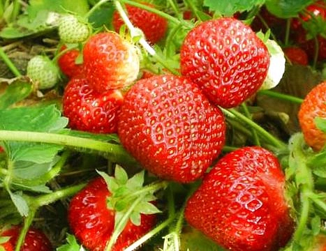 Земляника (клубника) 'Холидей'