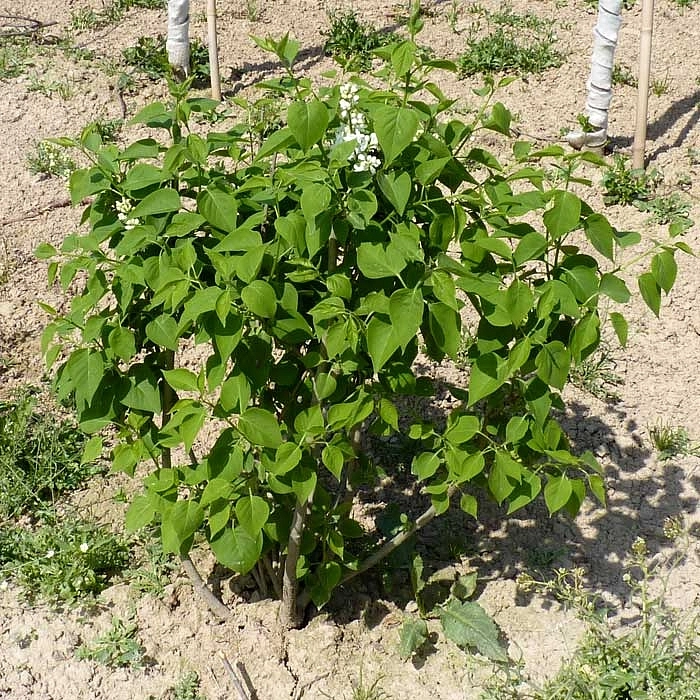 Сирень обыкновенная 'Мадам Лемуан' (белая)