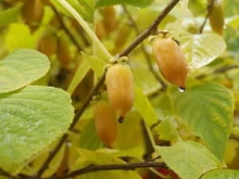 Актинидия полигама 'Злата'