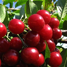 Вишня обыкновенная 'Игрушка'