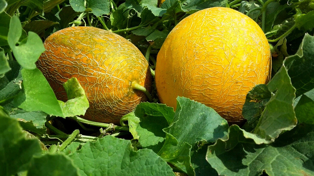 Дыня 'Колхозница'