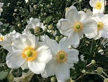 Анемона японская (Ветриница) 'Онори Джобер'