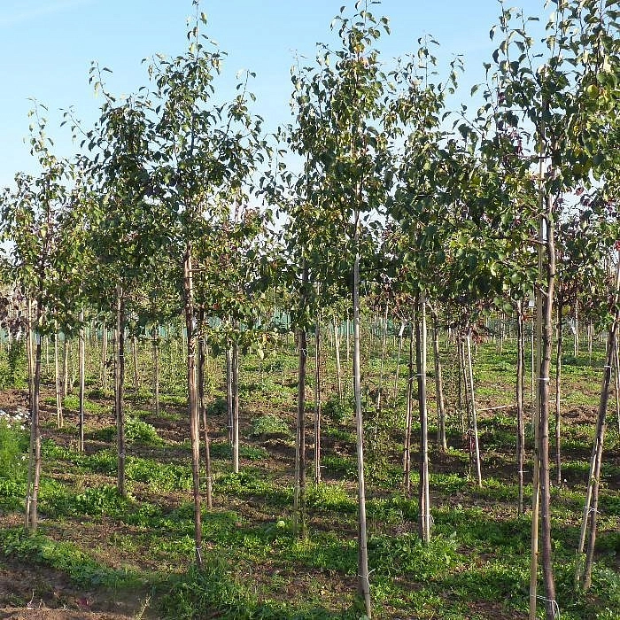 Яблоня декоративная 'Профьюжн'