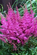 Астильба гибридная 'Юник Лилак'
