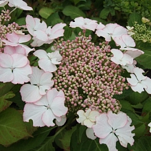 Гортензия крупнолистная 'Лов ю Кисс'