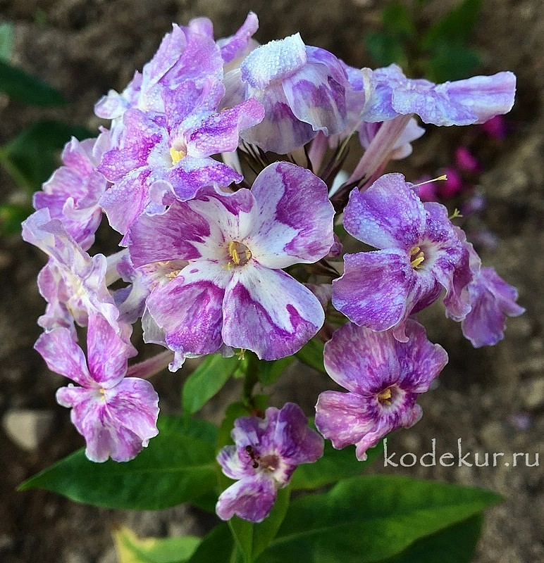 Флокс метельчатый 'Курочка Ряба' 