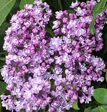 Сирень обыкновенная 'Павлинка' (лилово - голубая)